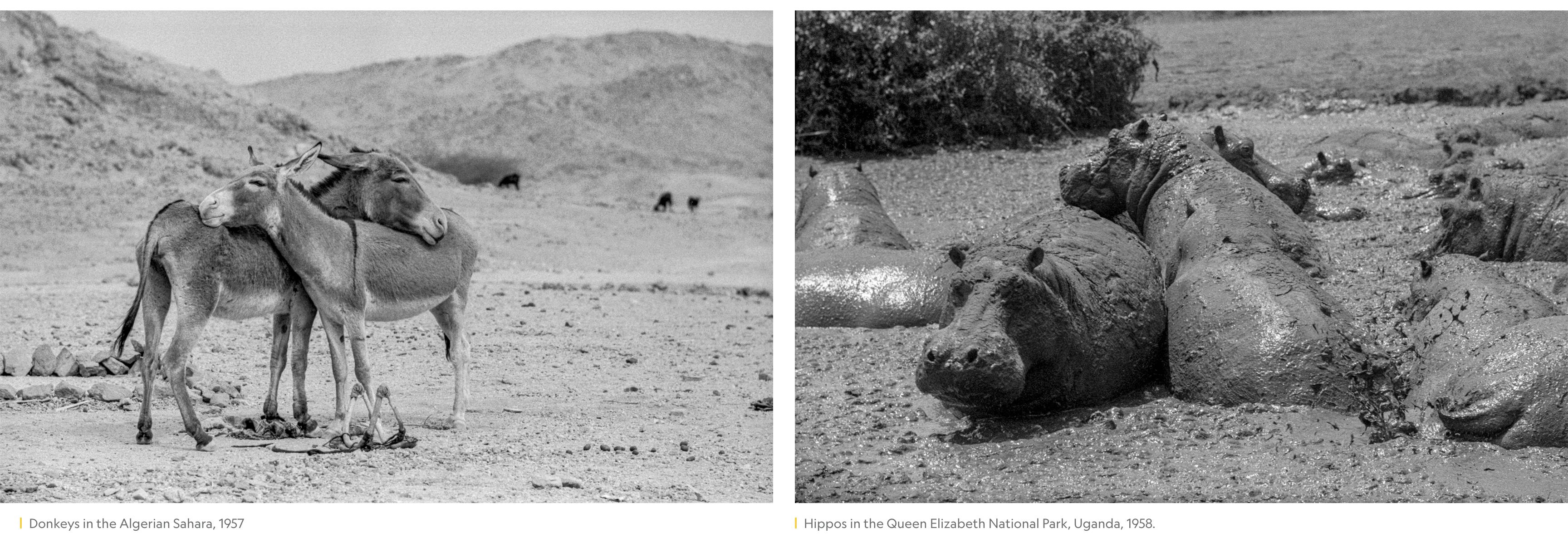 Never-before-seen images from Nat Geo's epic Sahara road trip image 11